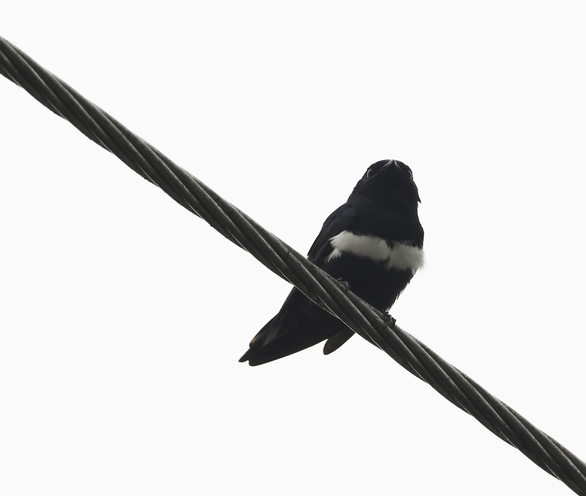 White-banded Swallow - ML620269007