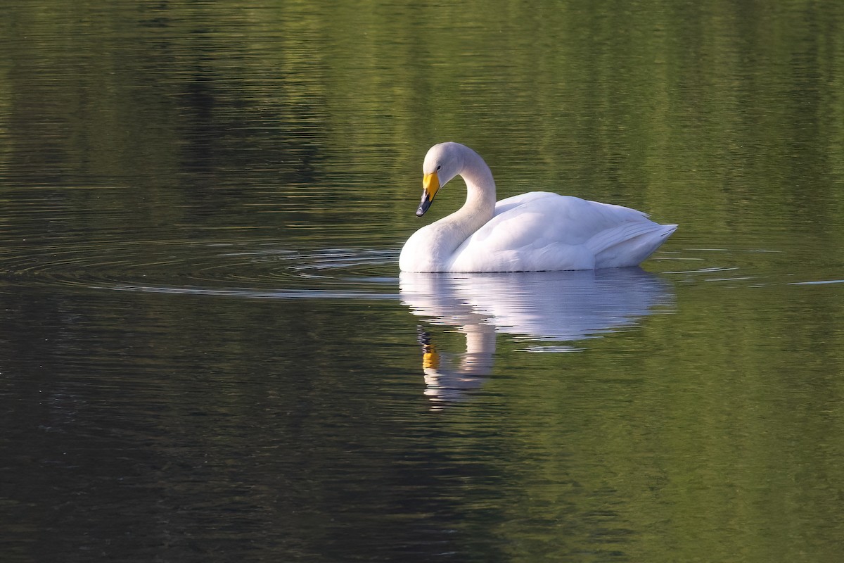 Whooper Swan - ML620269008