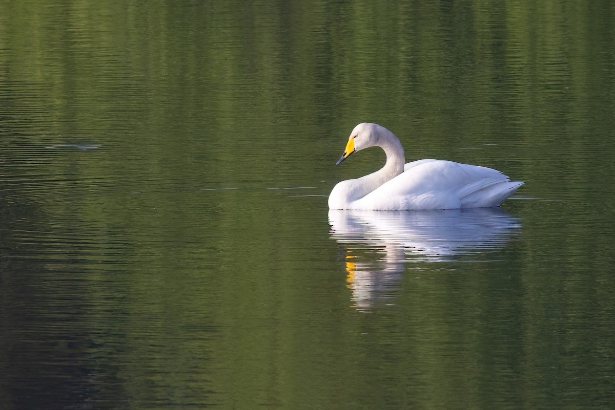 Whooper Swan - ML620269009