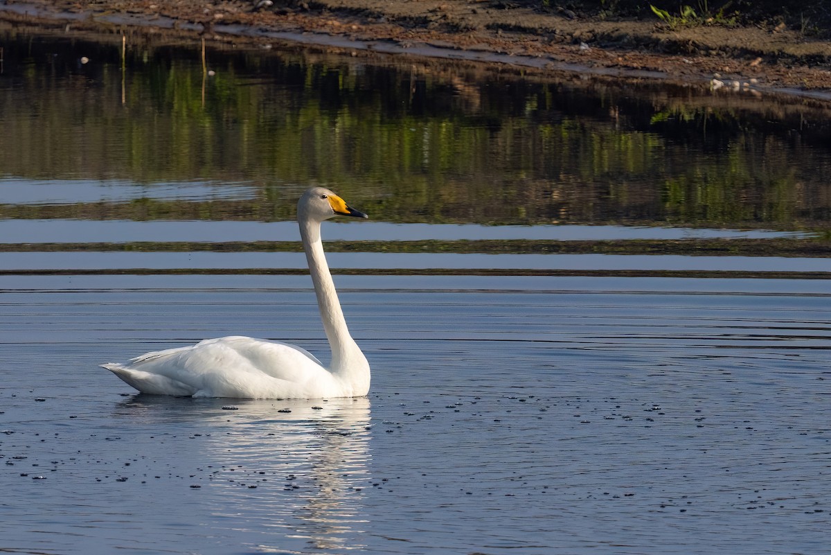 Whooper Swan - Jaap Velden