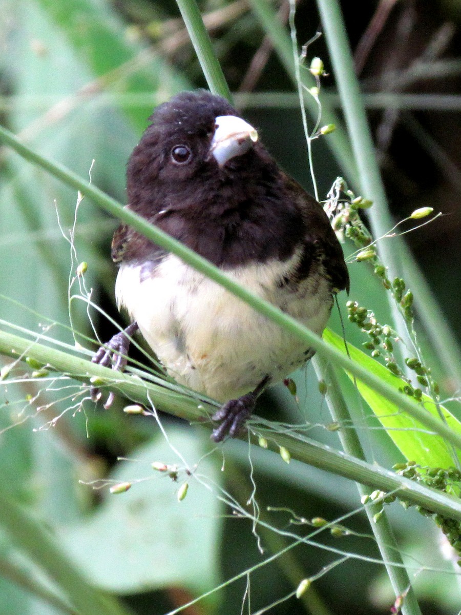 Yellow-bellied Seedeater - ML620269011