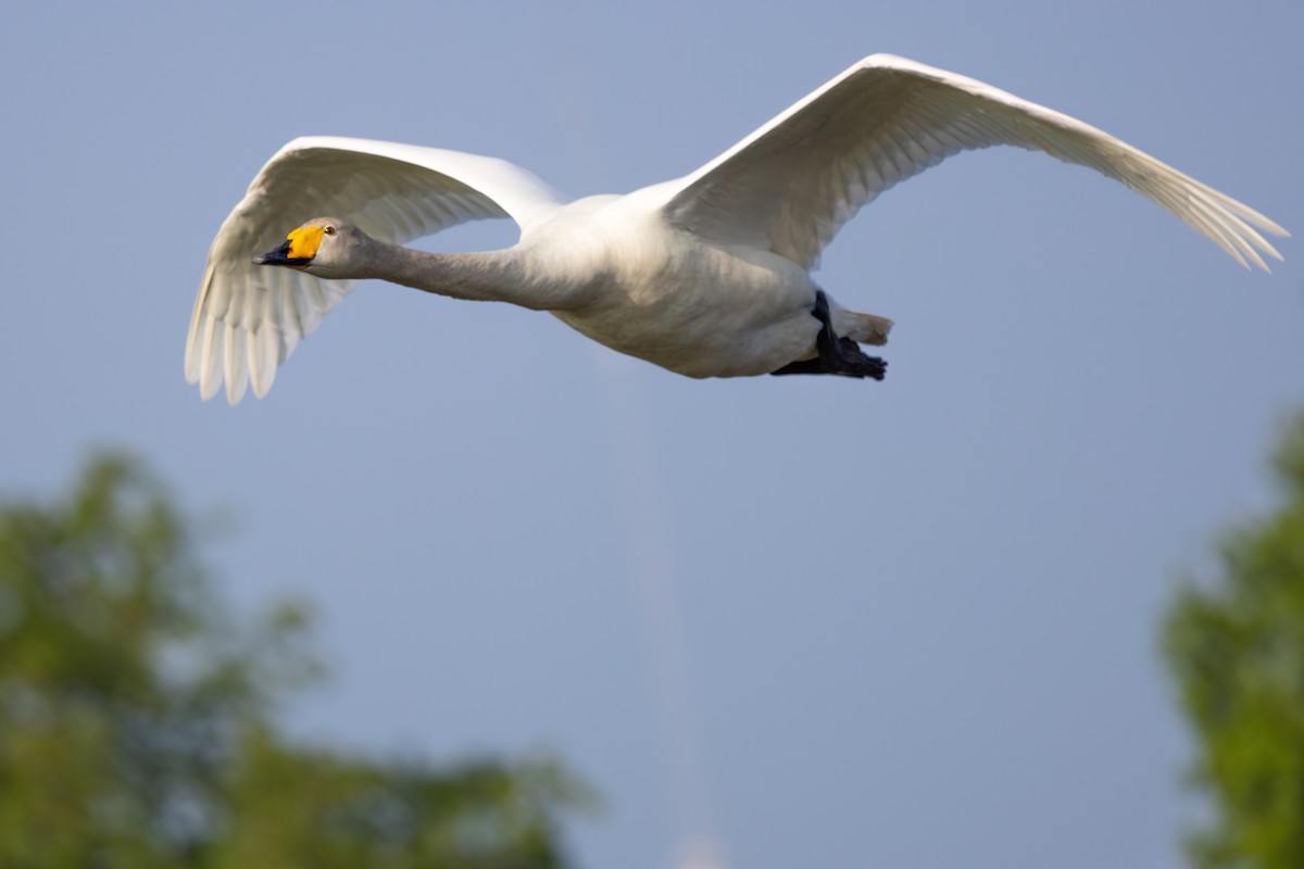 Whooper Swan - ML620269012