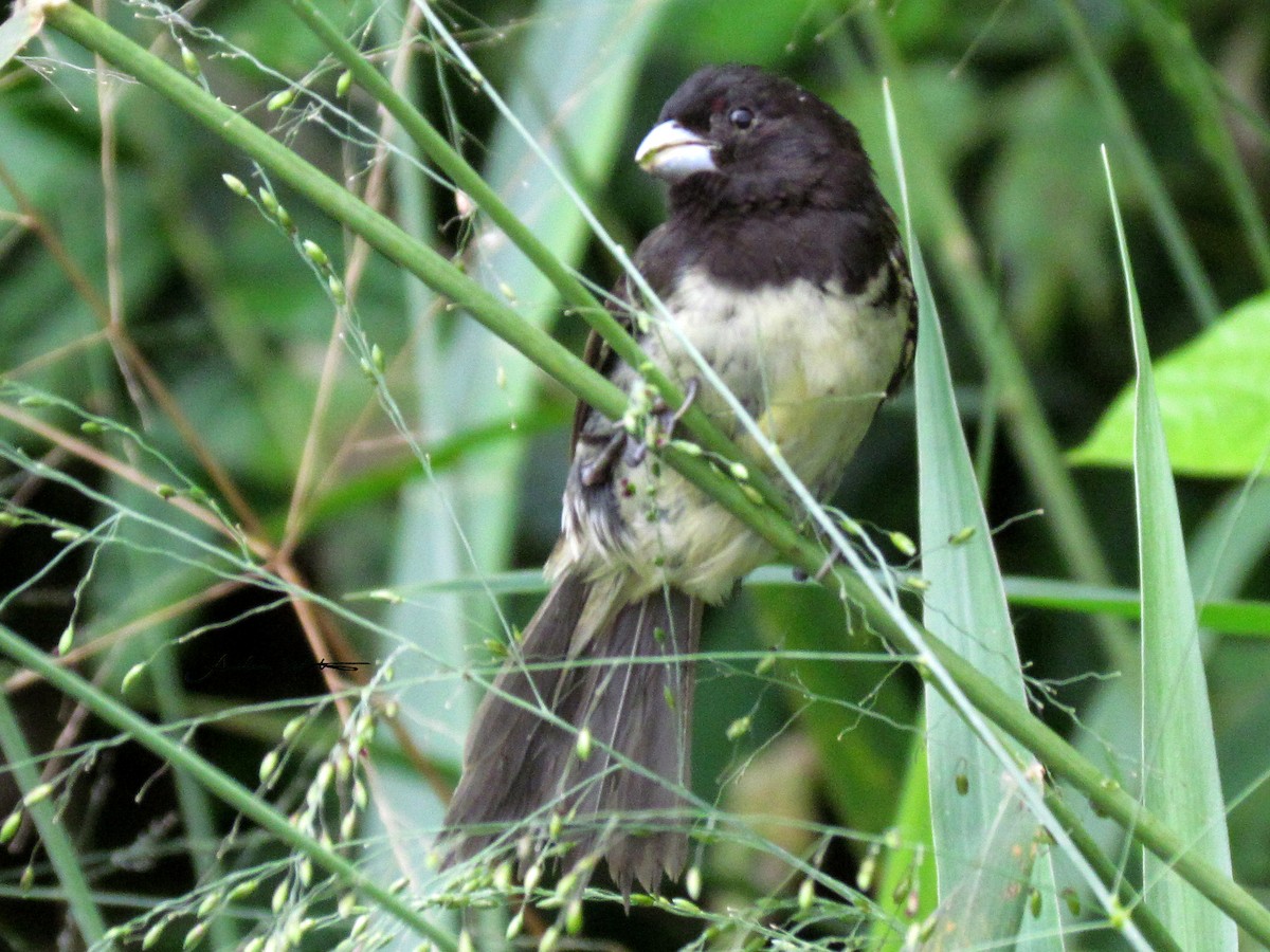 Yellow-bellied Seedeater - ML620269014