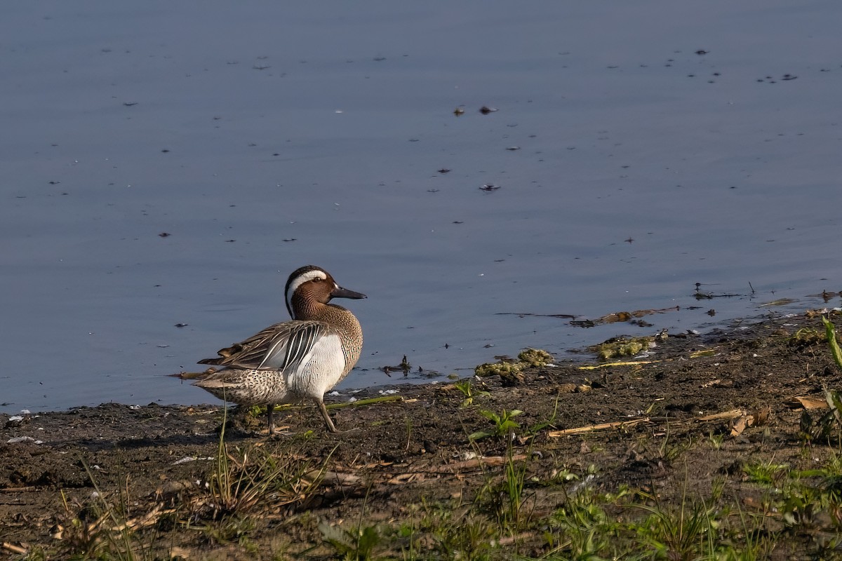 Garganey - ML620269021