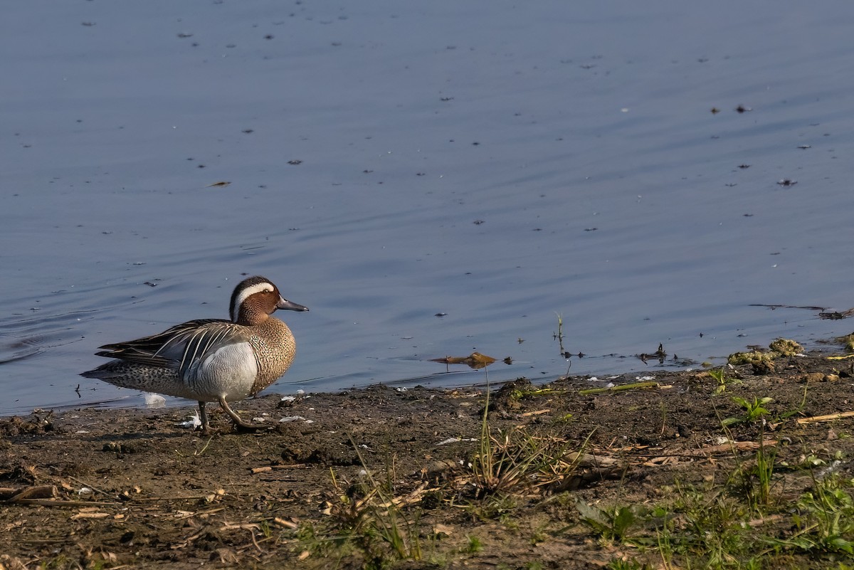 Garganey - ML620269022