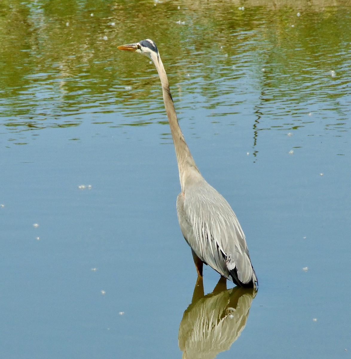 Great Blue Heron - ML620269025