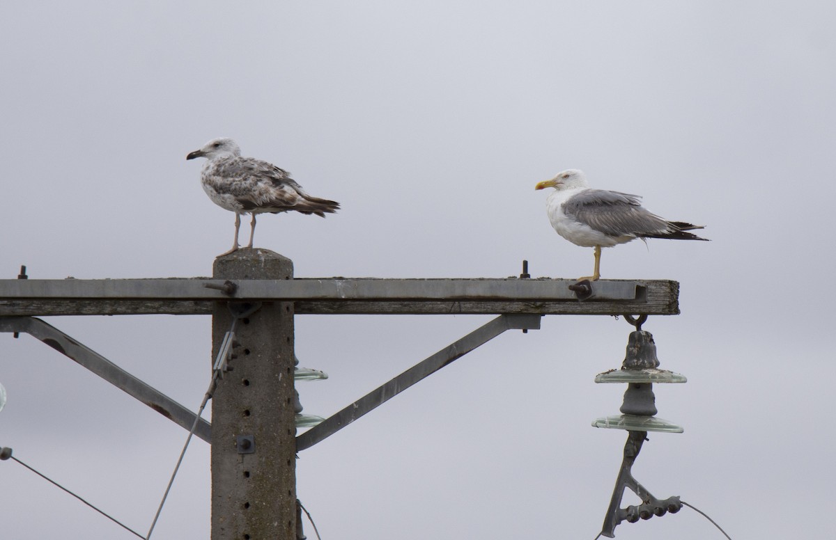 Gaviota Patiamarilla - ML620269026