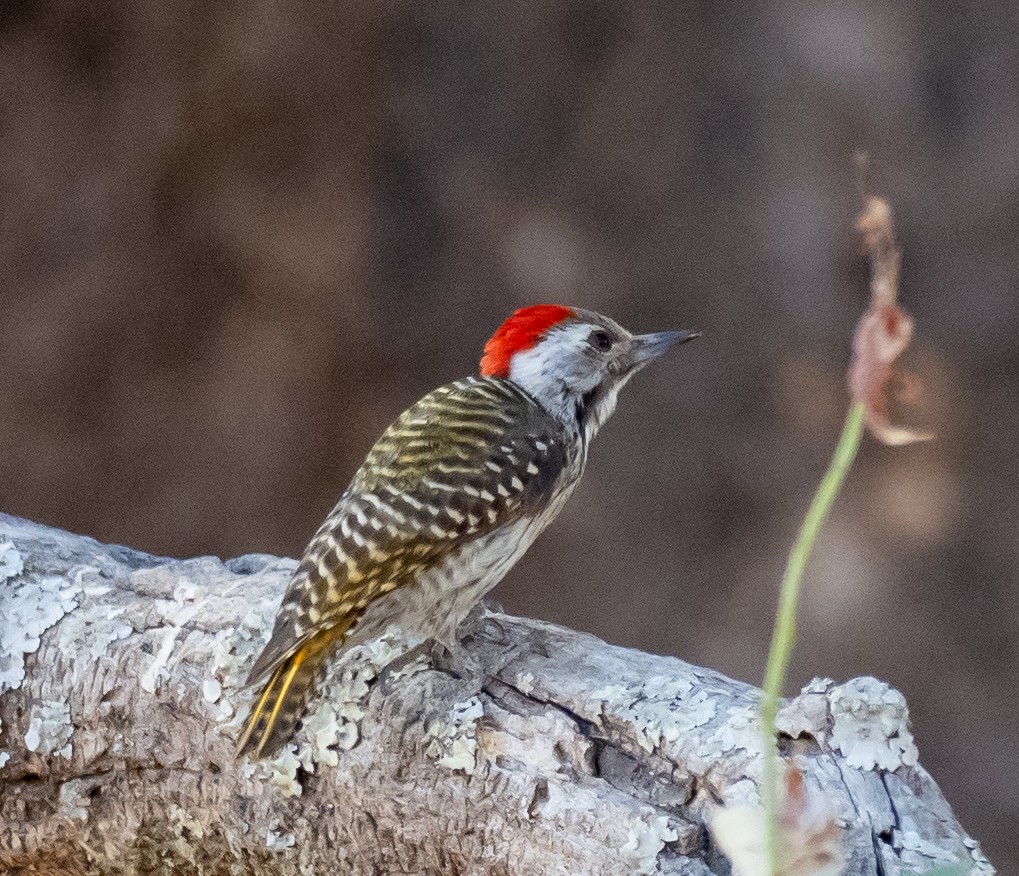 Cardinal Woodpecker - ML620269028