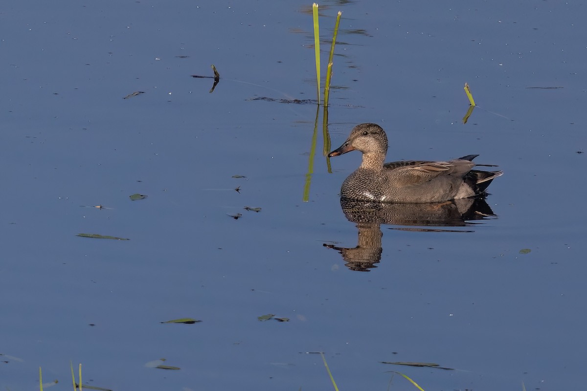 Canard chipeau (strepera) - ML620269030