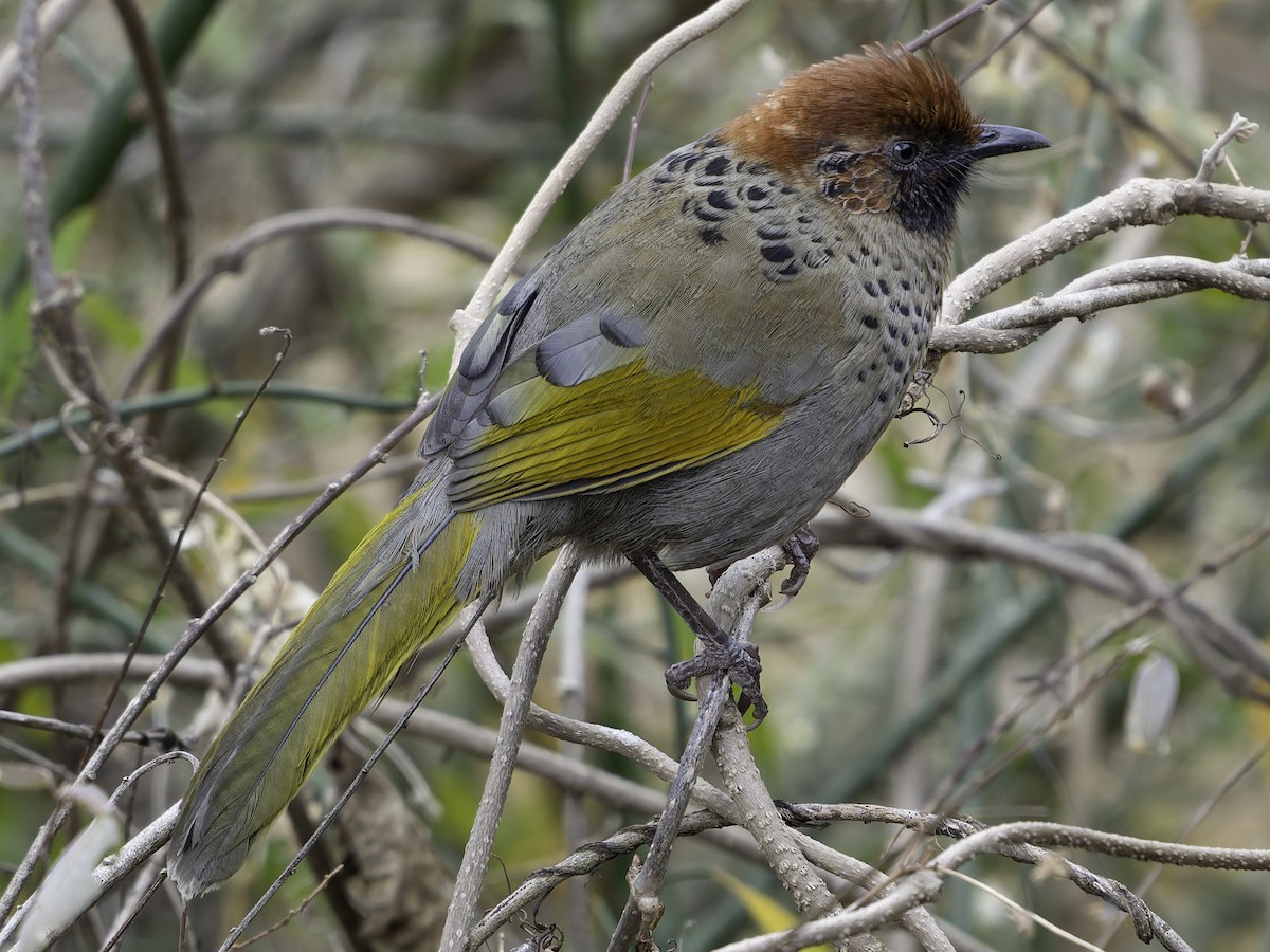 Chestnut-crowned Laughingthrush - ML620269031