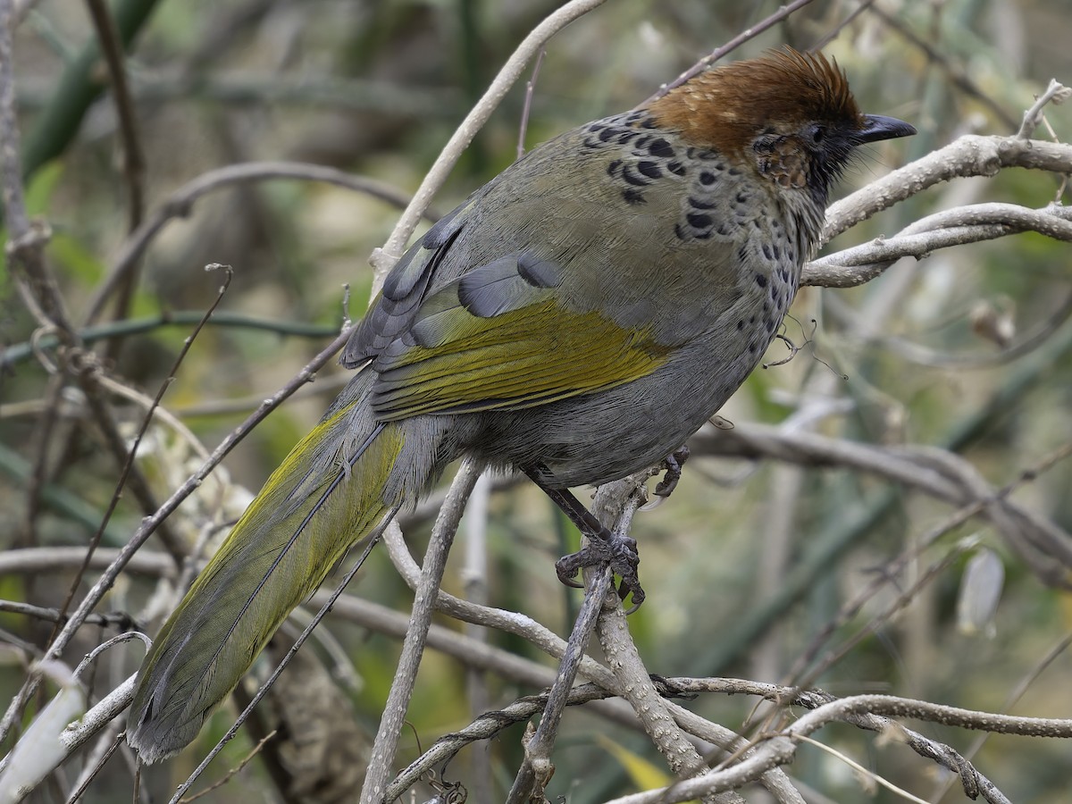 Chestnut-crowned Laughingthrush - ML620269032