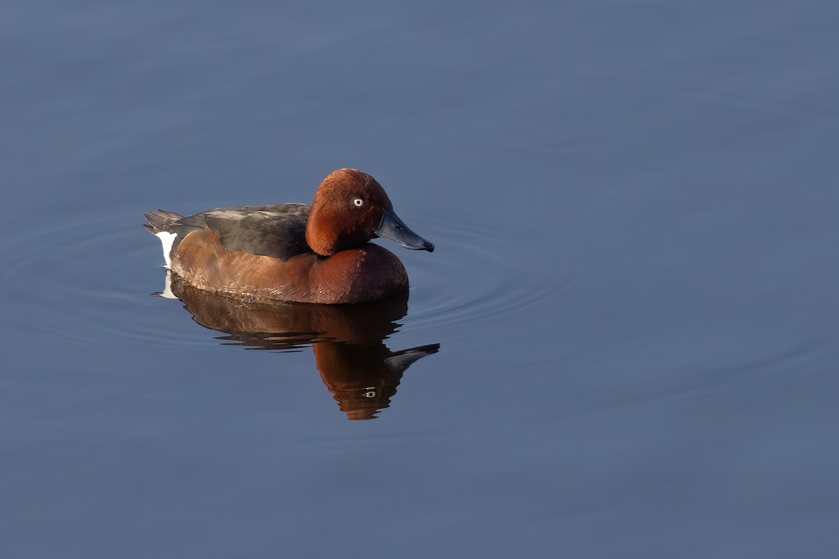 Ferruginous Duck - ML620269045