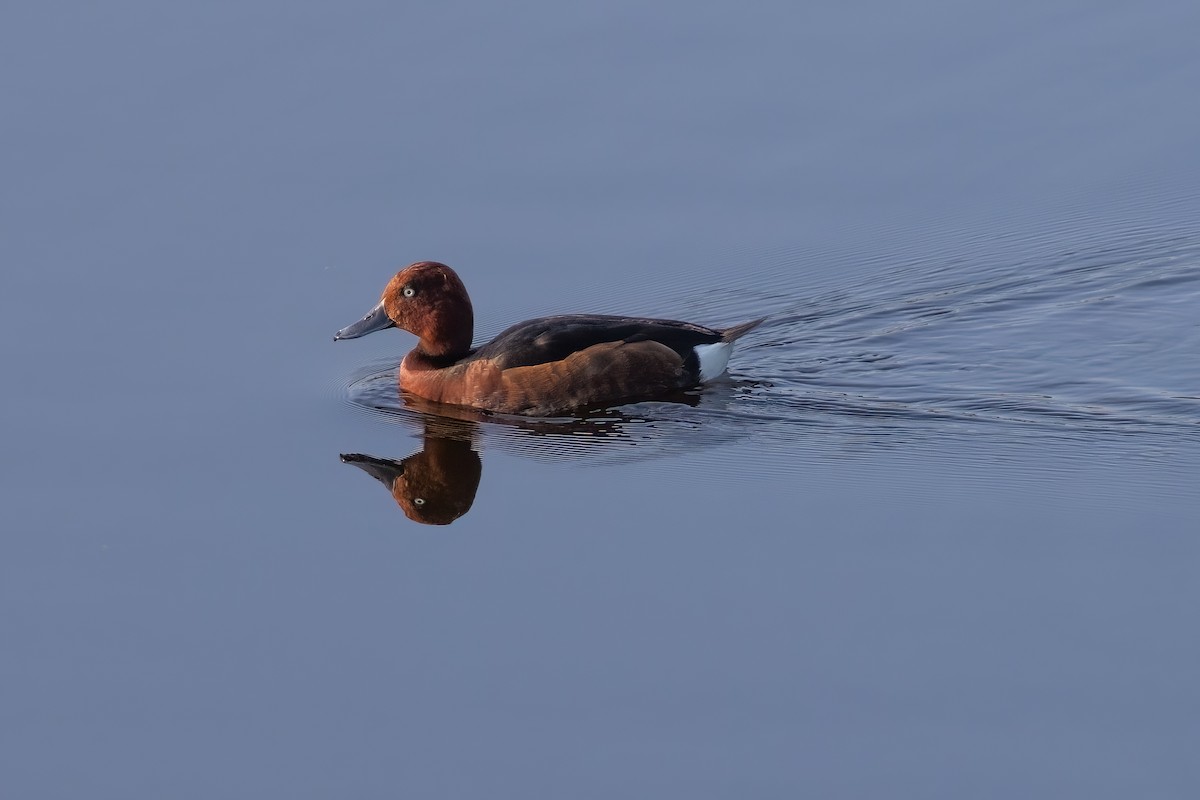 Ferruginous Duck - ML620269047