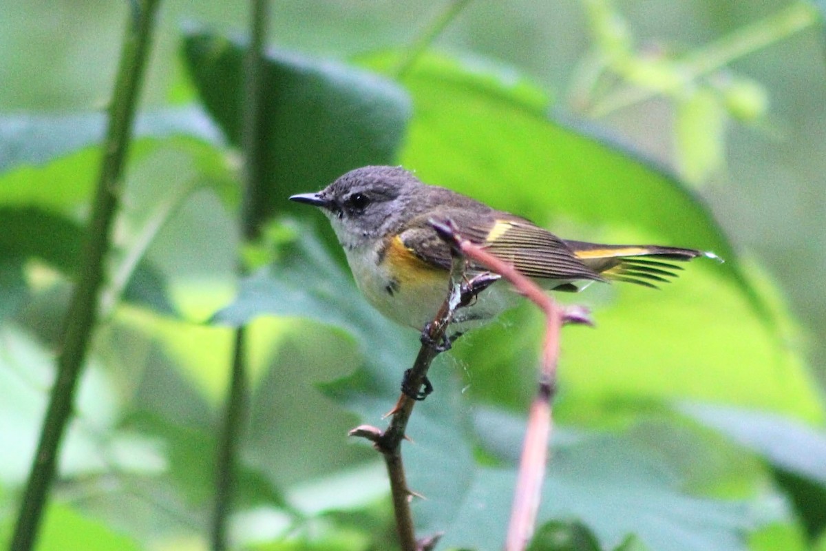 American Redstart - ML620269050