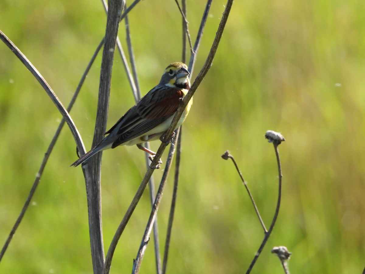 Dickcissel - ML620269051