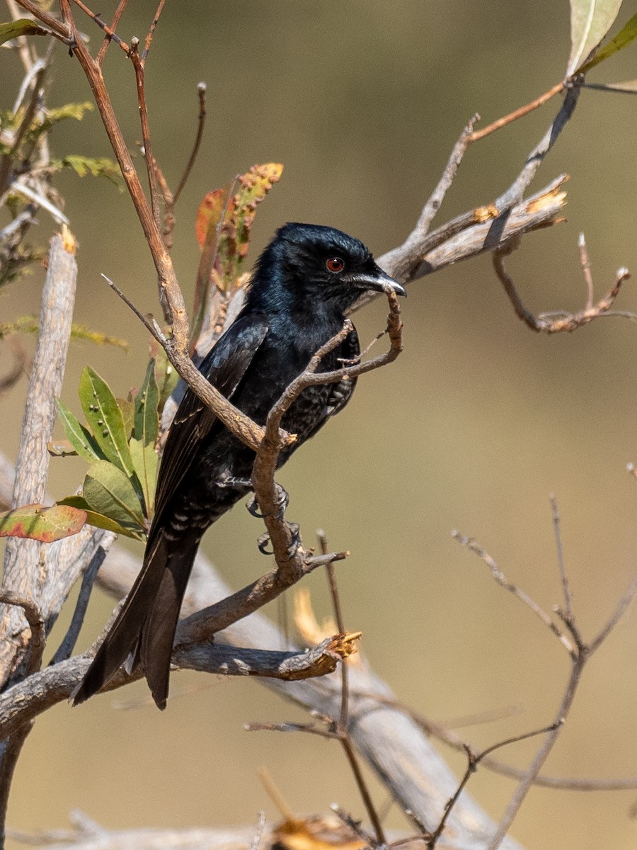 Fork-tailed Drongo - ML620269054