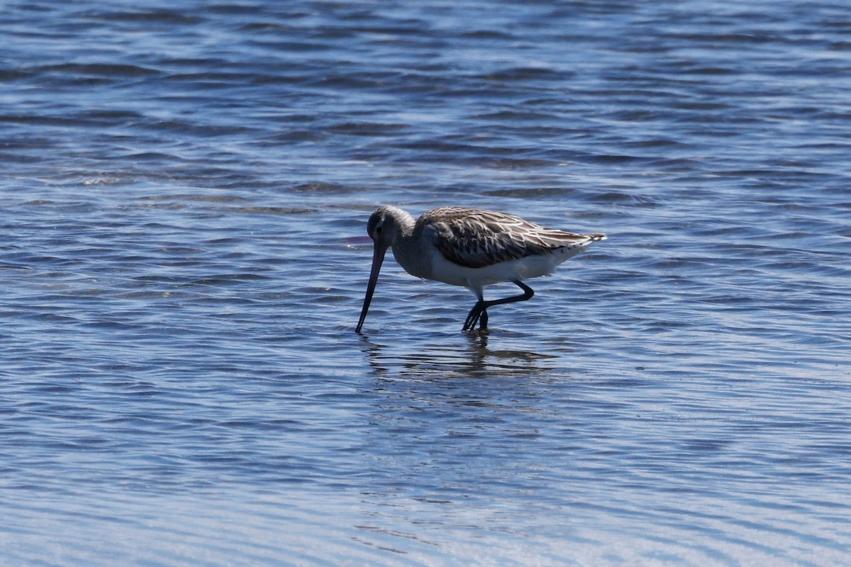 Bar-tailed Godwit - ML620269058