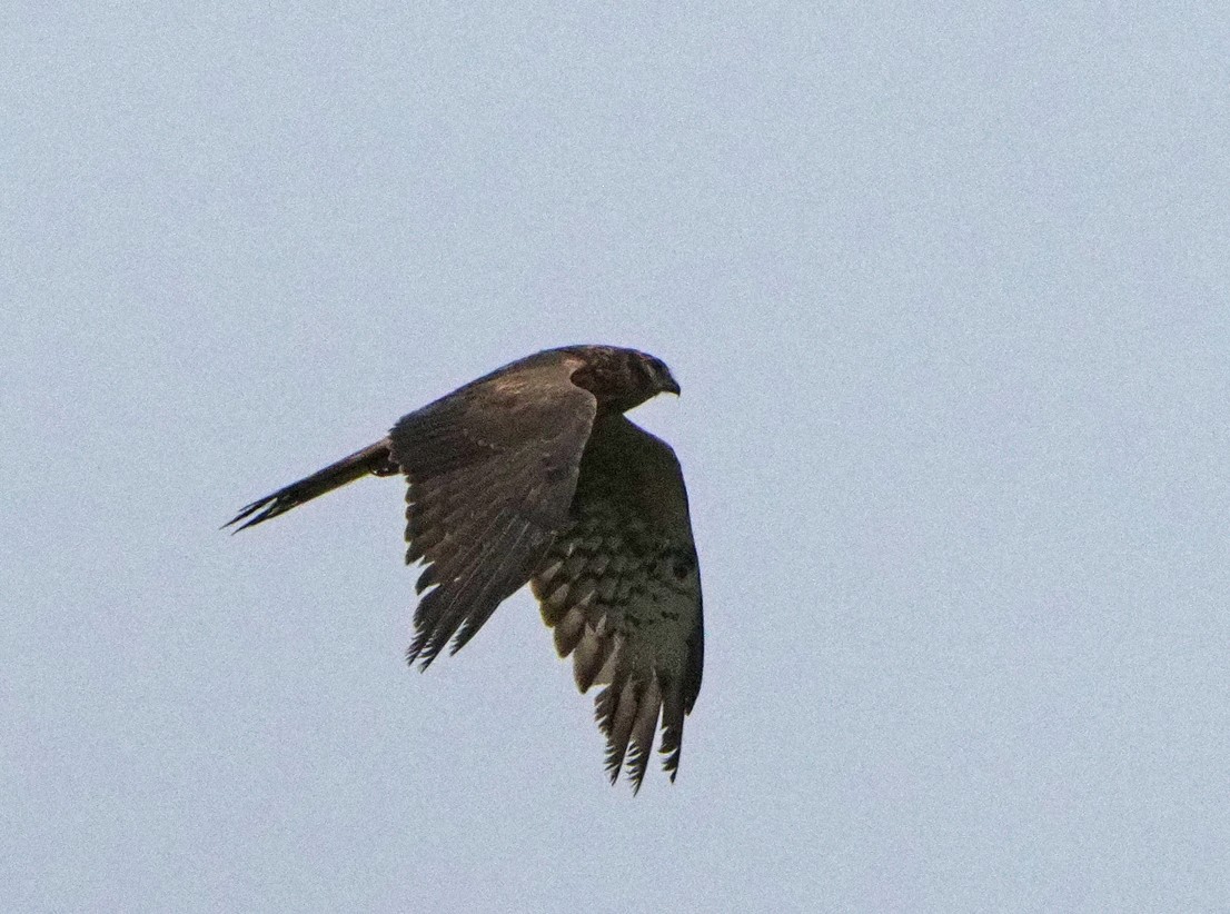 Montagu's Harrier - ML620269074