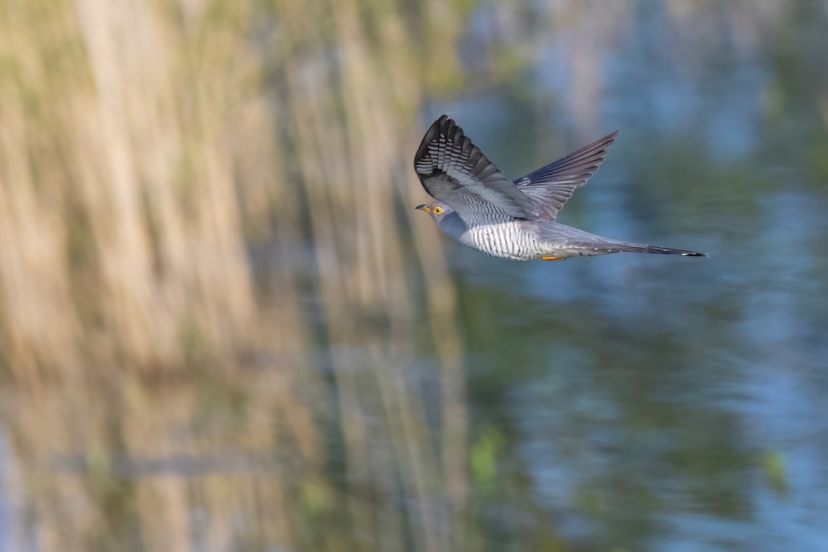 Common Cuckoo - ML620269078