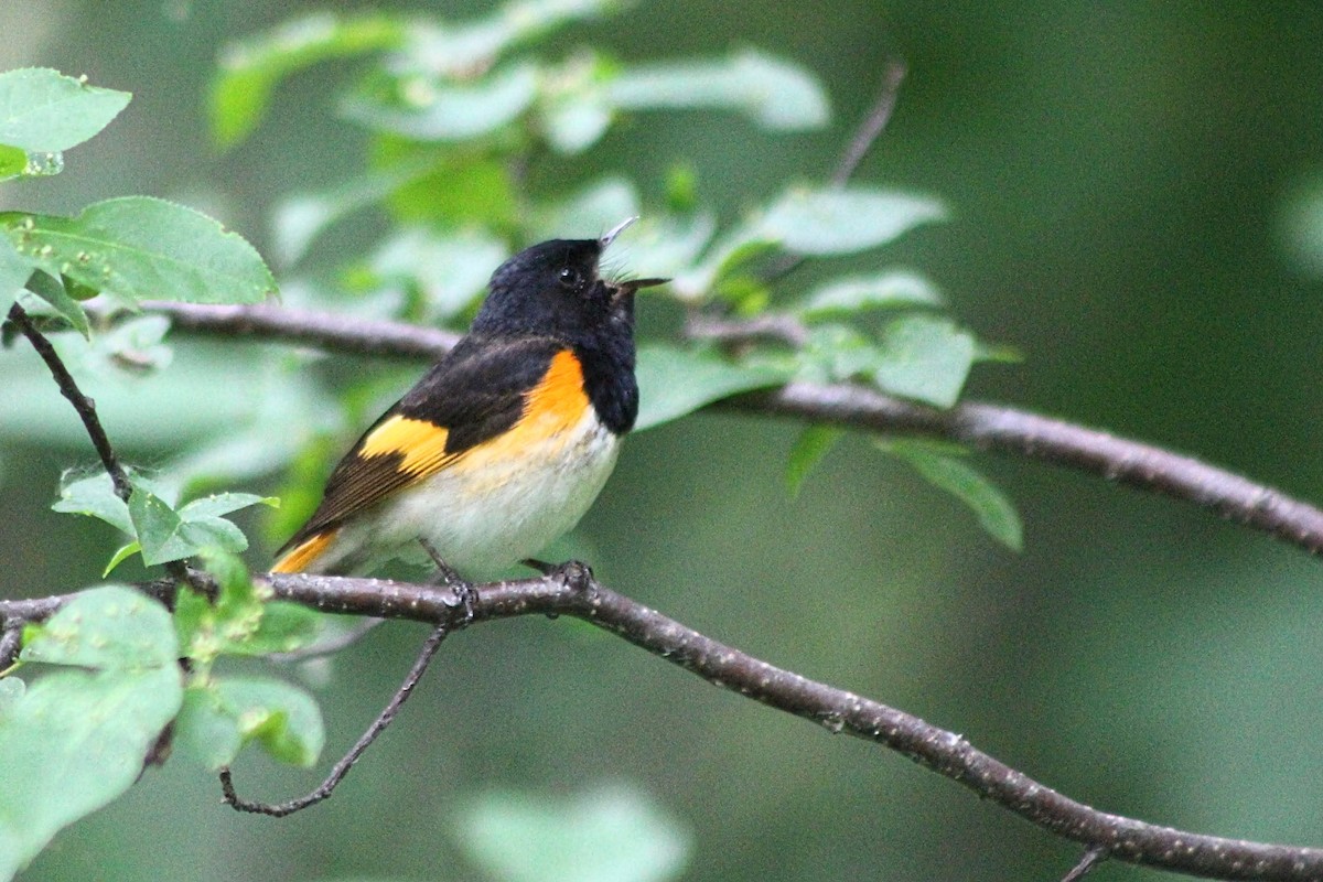 American Redstart - ML620269080