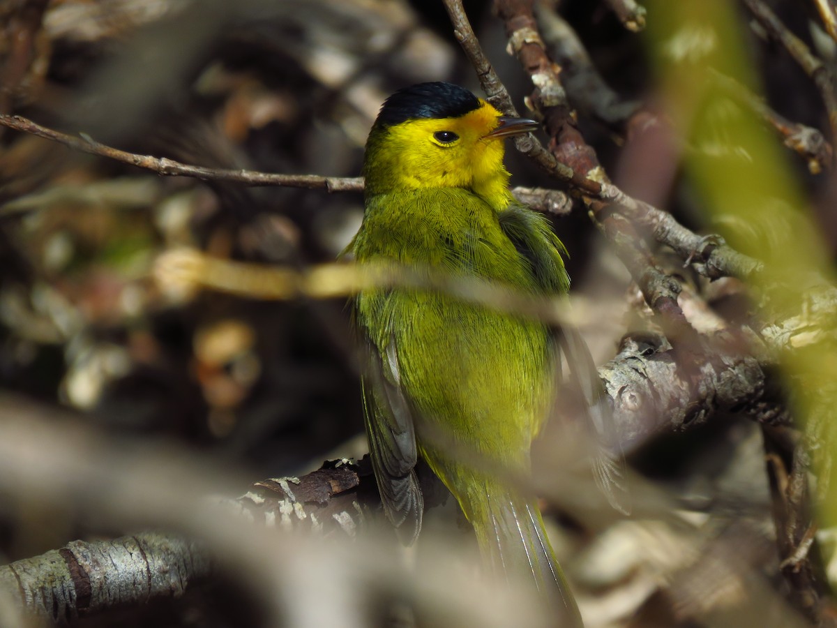 Wilson's Warbler - ML620269089