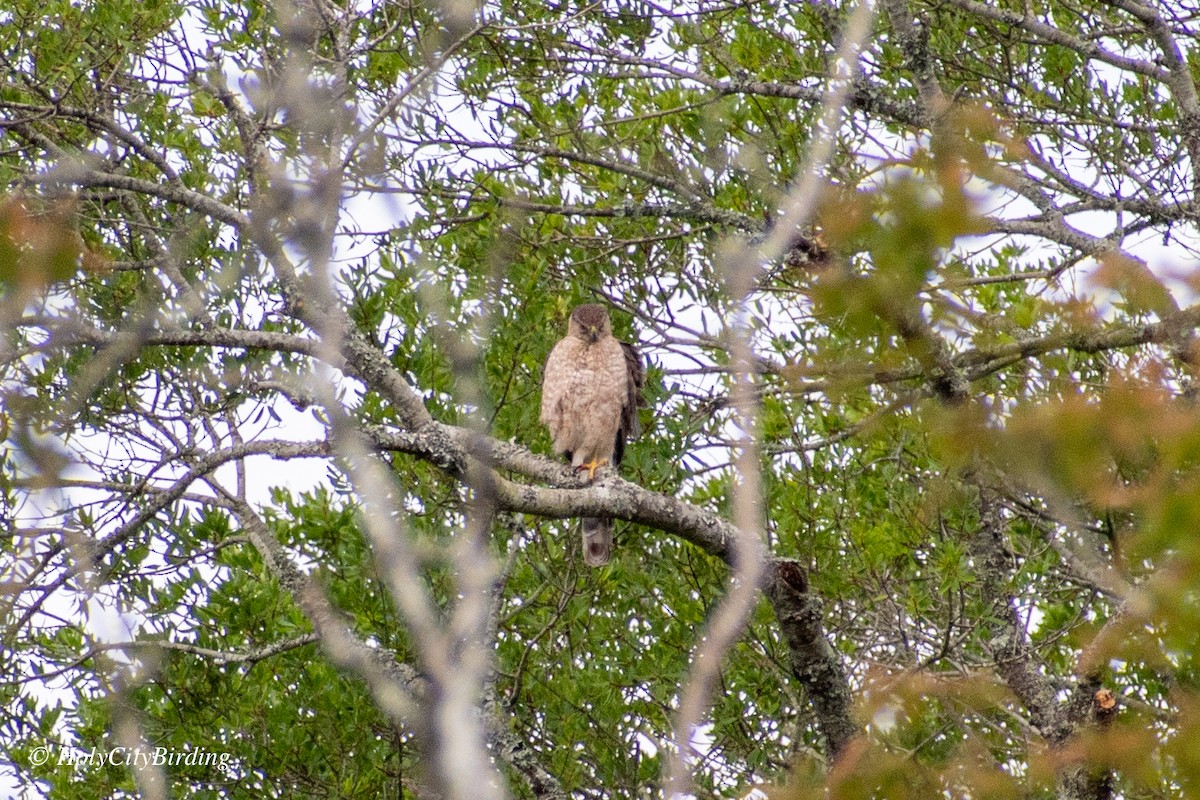 Cooper's Hawk - ML620269104