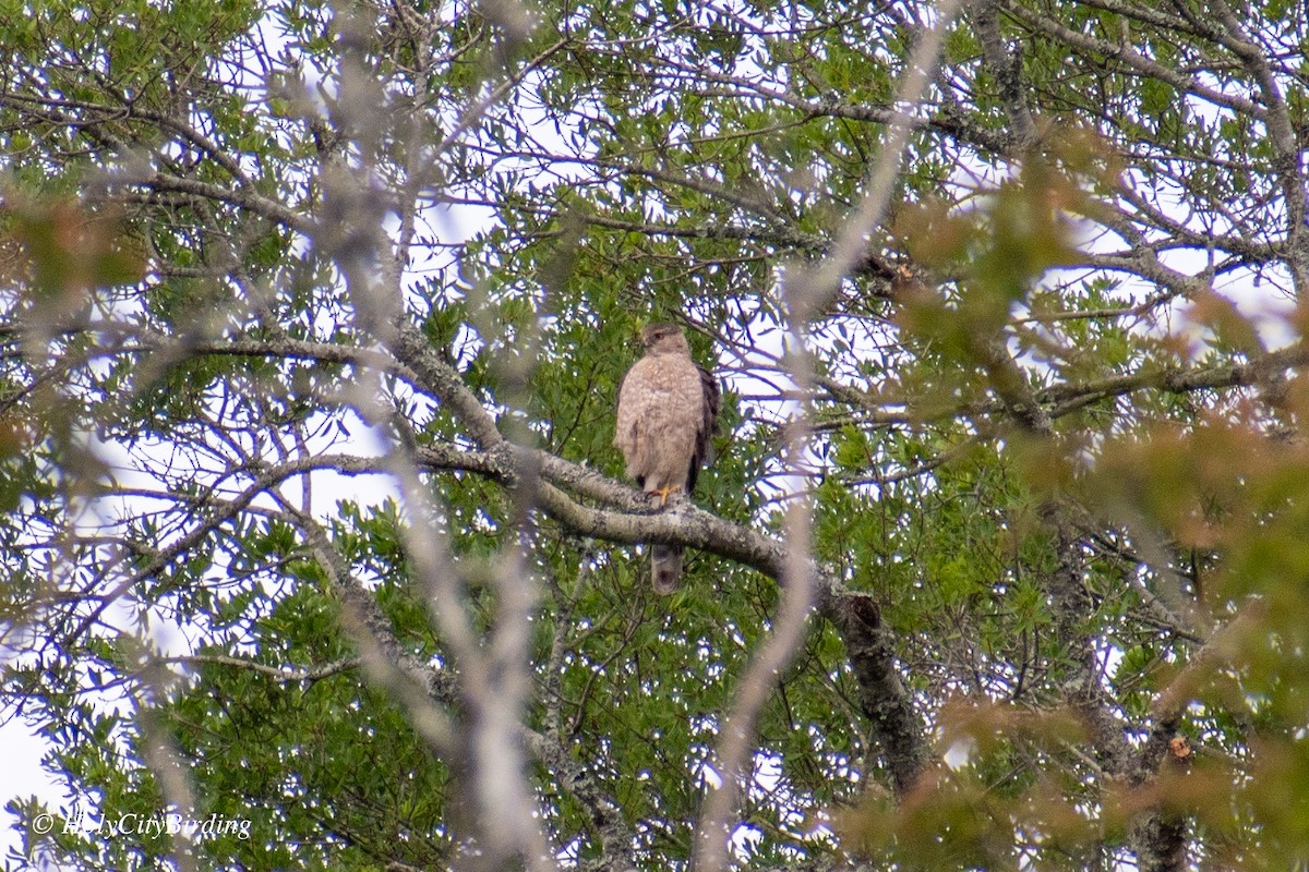 Cooper's Hawk - ML620269105