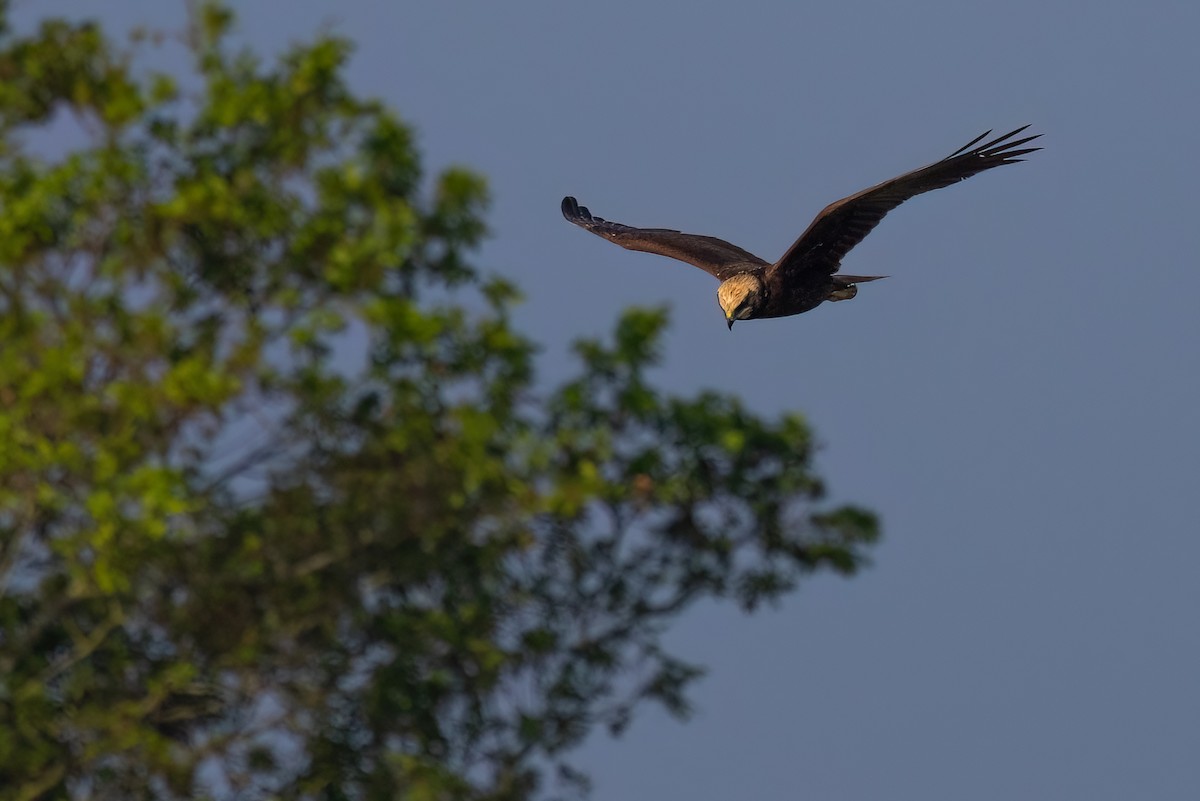 Western Marsh Harrier - ML620269106