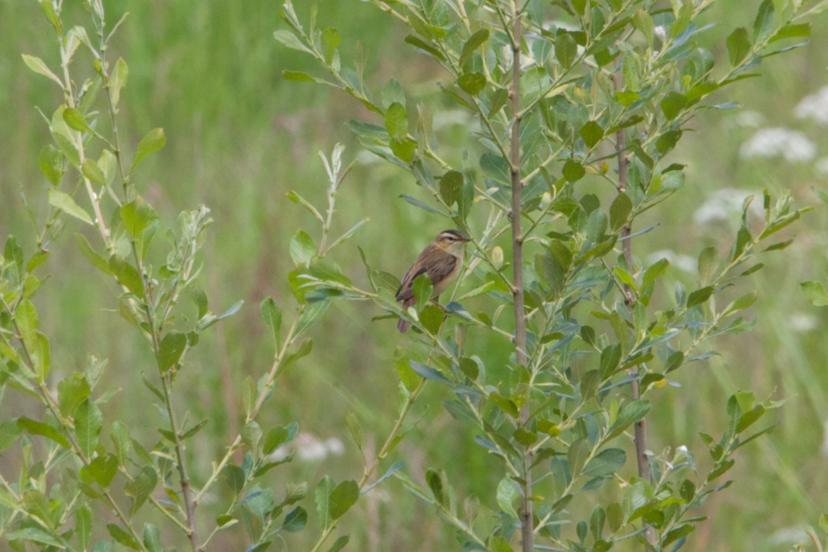 Sedge Warbler - ML620269110