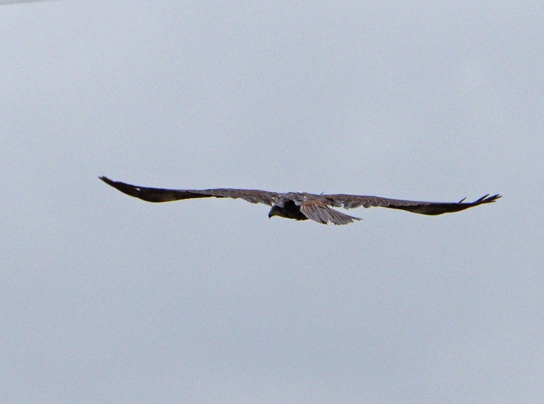 Western Marsh Harrier - ML620269114