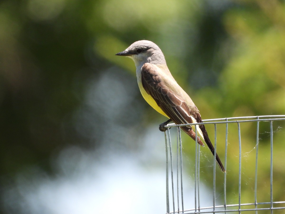 Western Kingbird - ML620269115