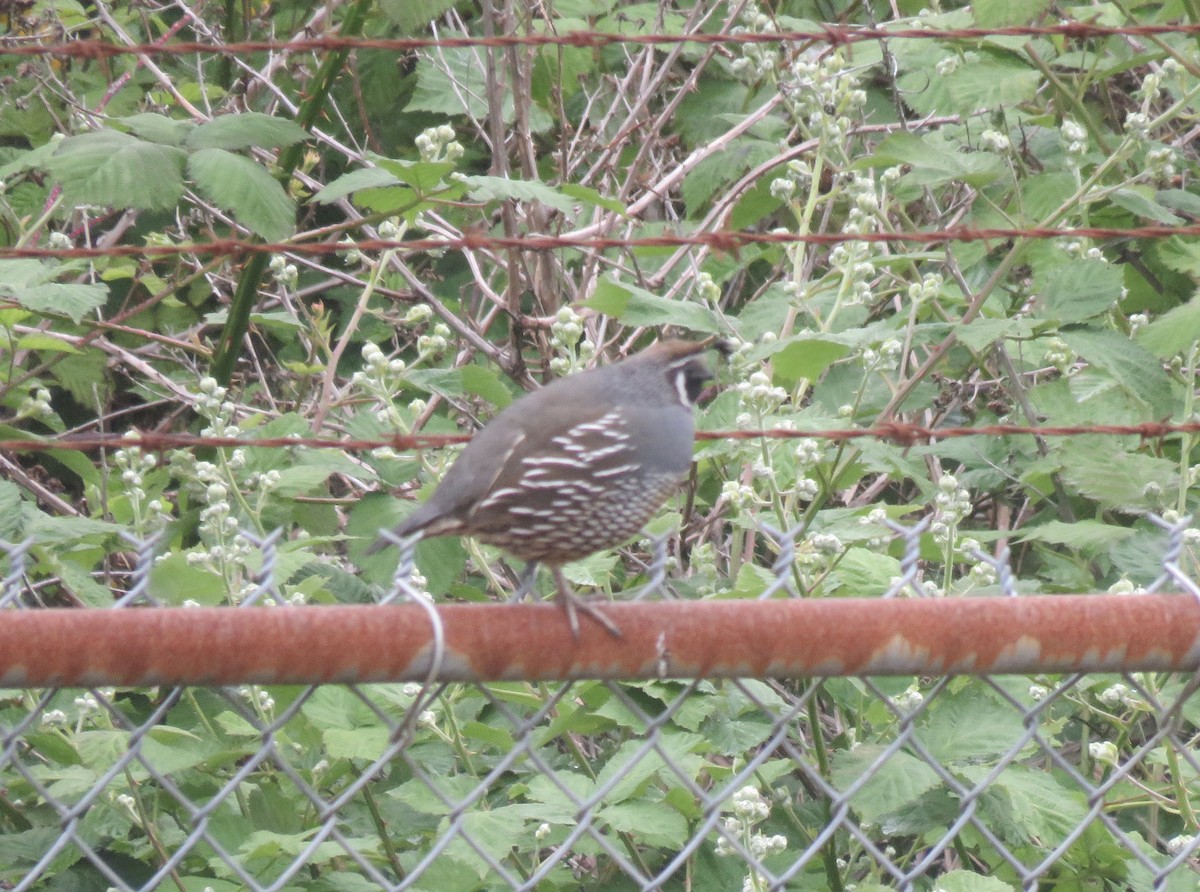 California Quail - ML620269116