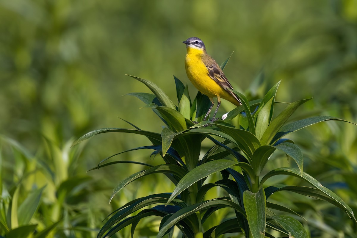 Western Yellow Wagtail (flava) - Jaap Velden