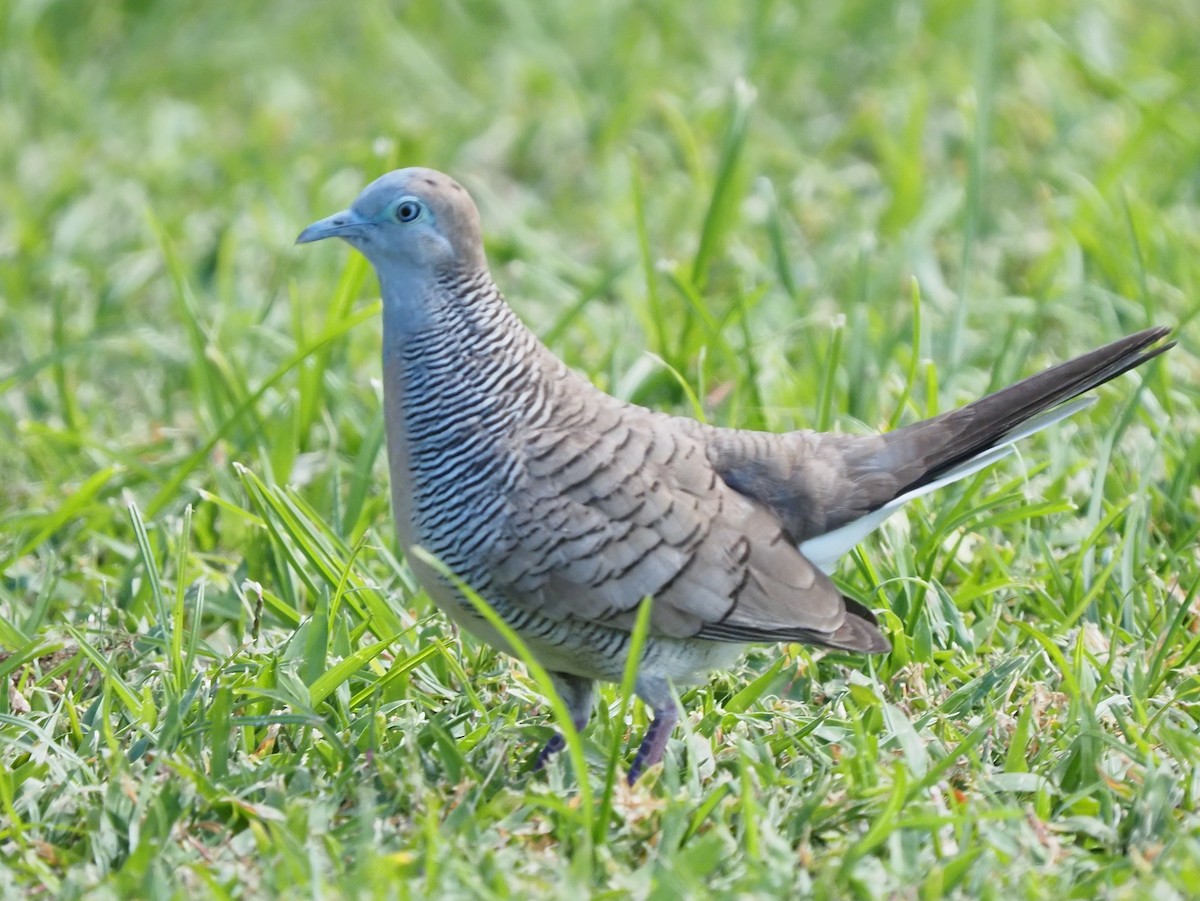 Zebra Dove - ML620269119