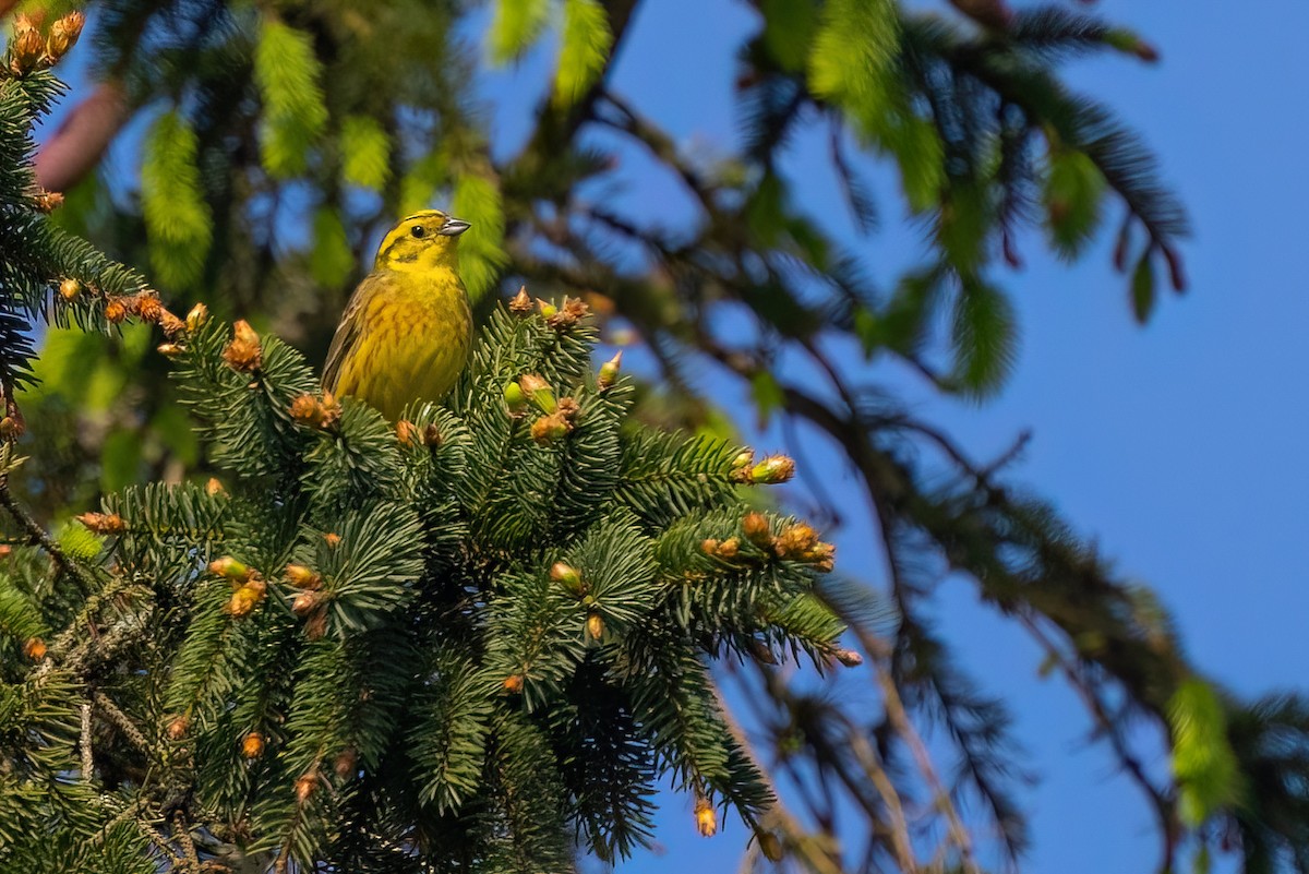 Yellowhammer - ML620269122