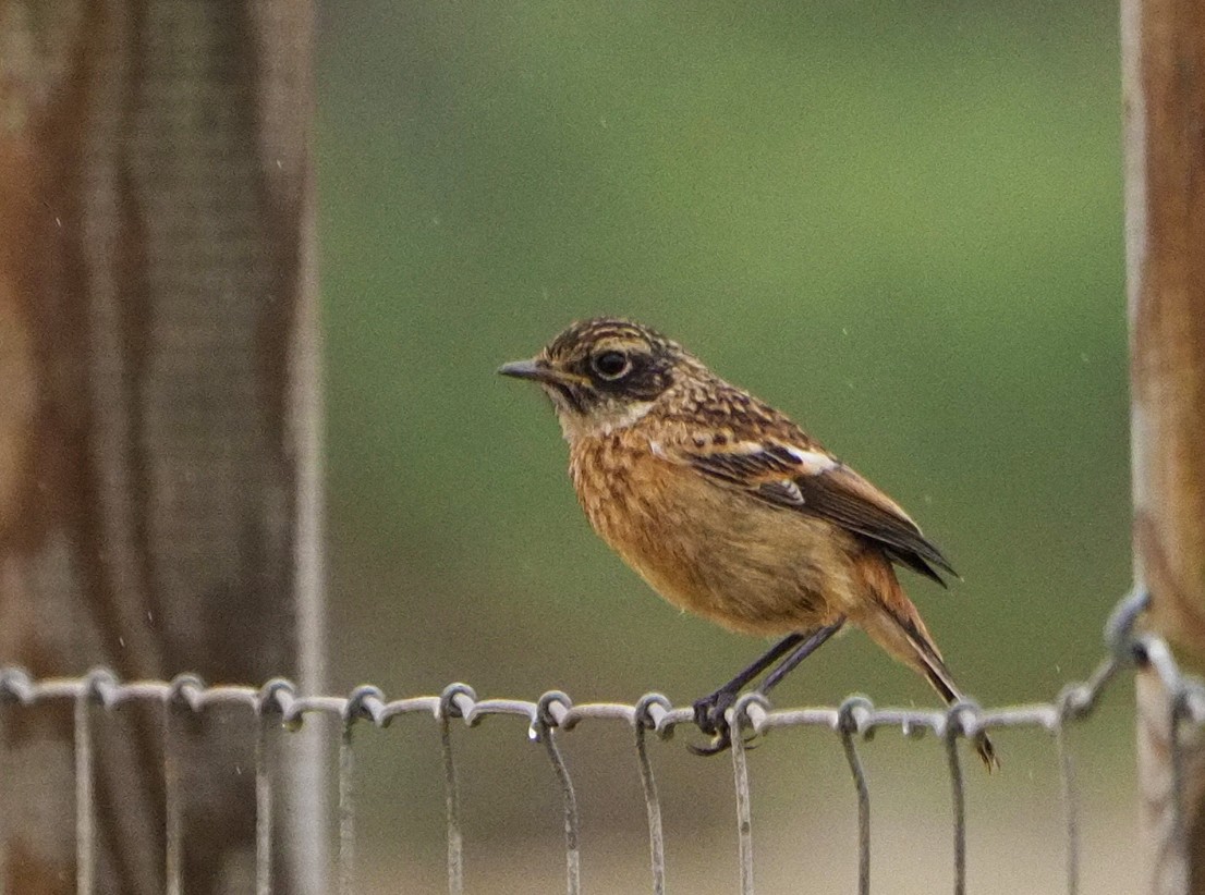 European Stonechat - ML620269126