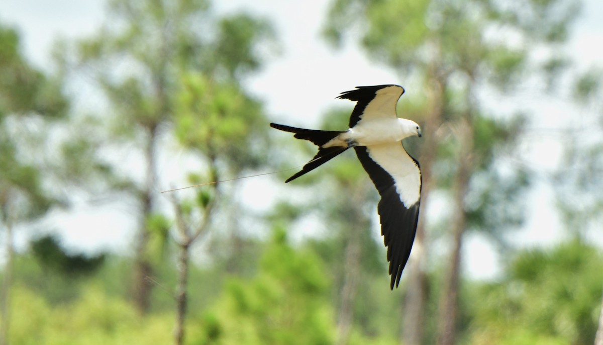 Swallow-tailed Kite - ML620269127