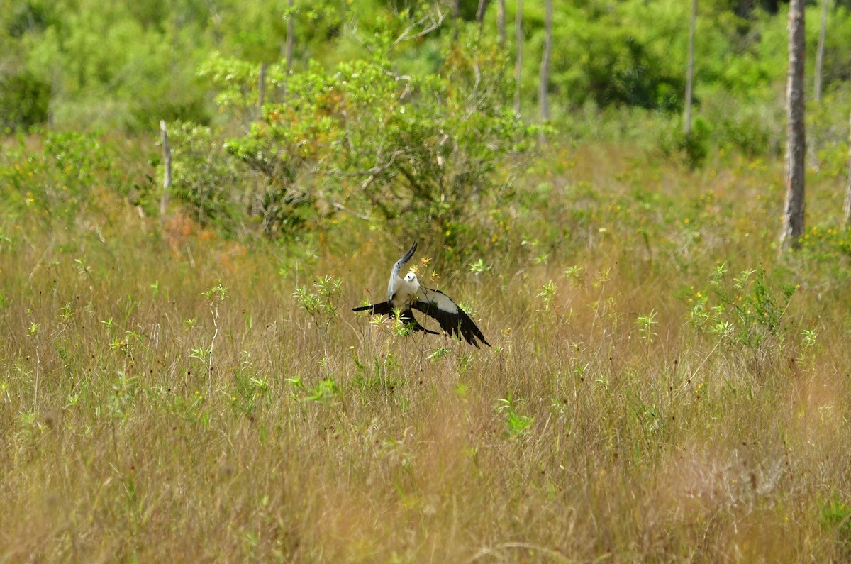 Swallow-tailed Kite - ML620269128