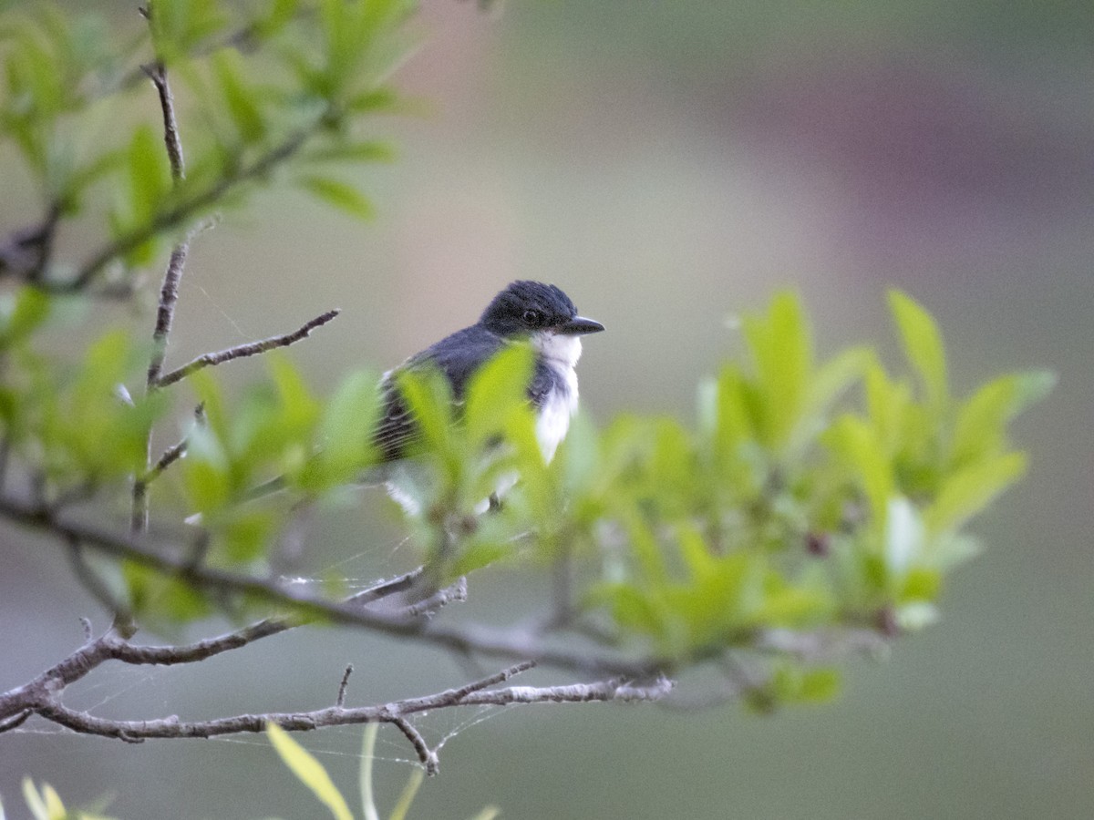 Eastern Kingbird - ML620269134