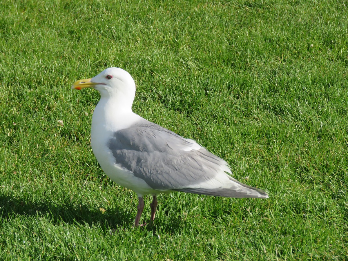 Glaucous-winged Gull - ML620269147