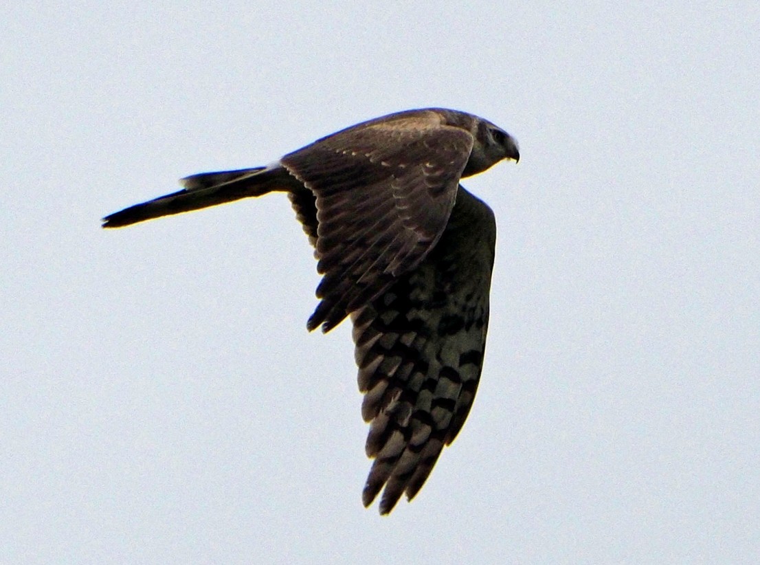 Montagu's Harrier - ML620269149