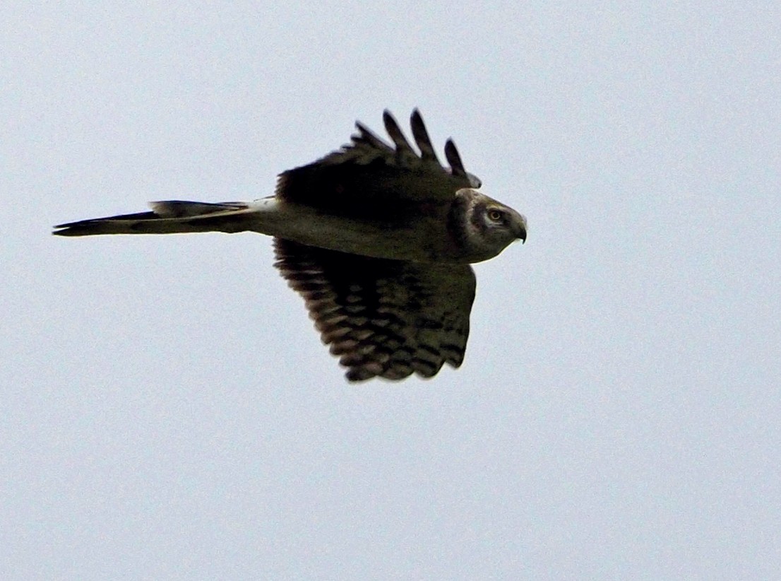 Montagu's Harrier - ML620269150