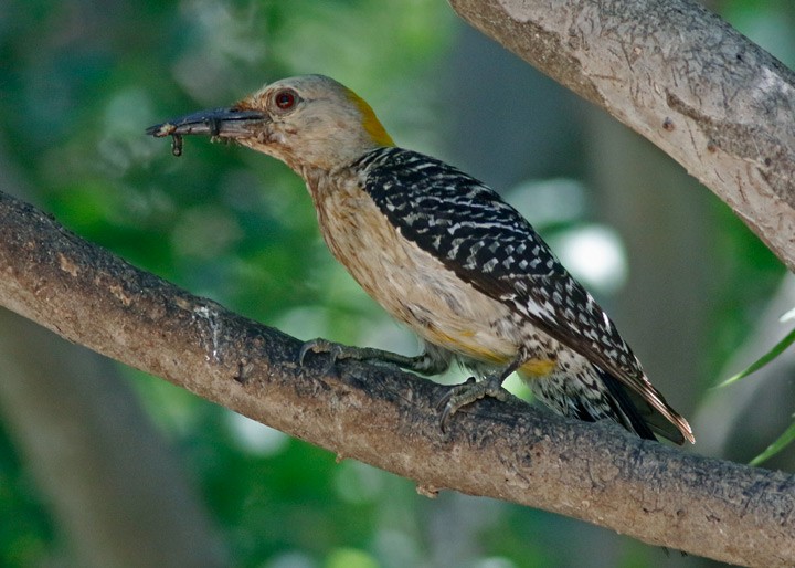 Golden-fronted Woodpecker - ML620269153