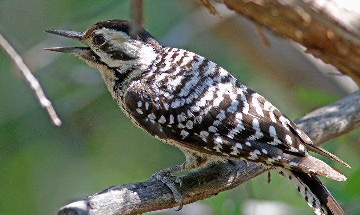 Ladder-backed Woodpecker - ML620269156