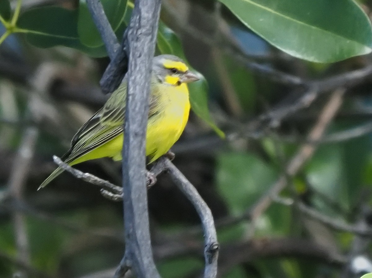 Yellow-fronted Canary - ML620269159