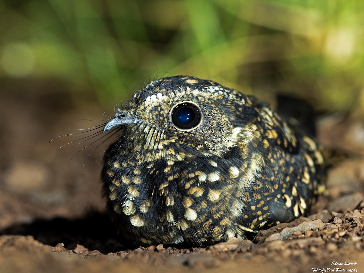 Band-winged Nightjar - ML620269161