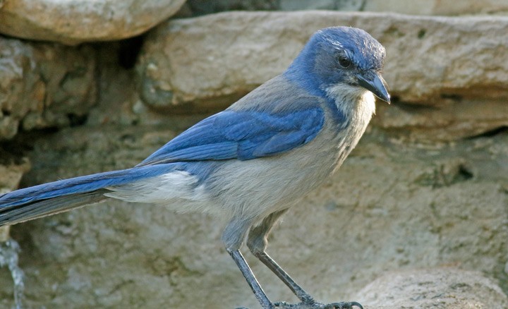 Woodhouse's Scrub-Jay - ML620269163