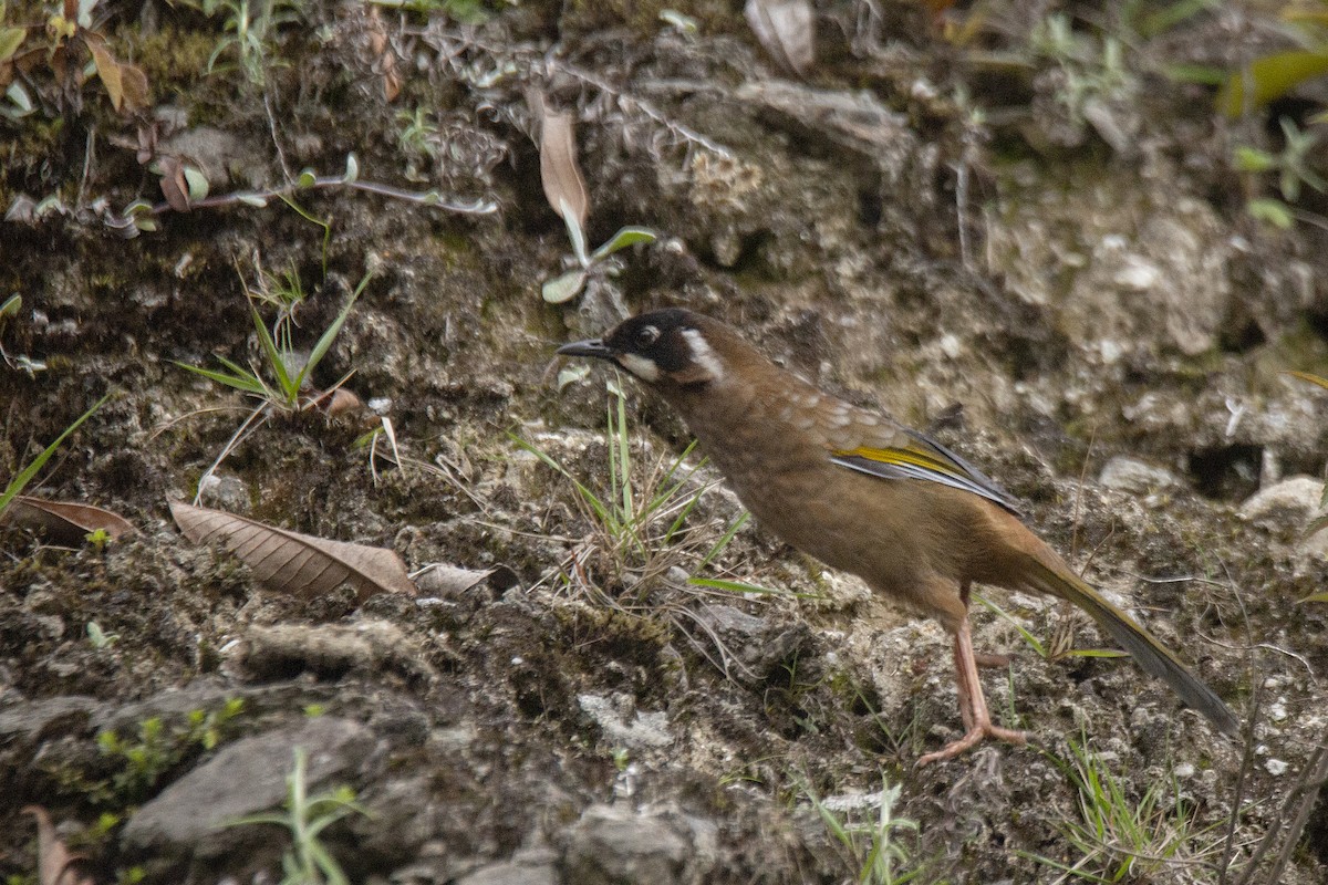 Black-faced Laughingthrush - ML620269167