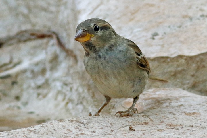 Moineau domestique - ML620269172