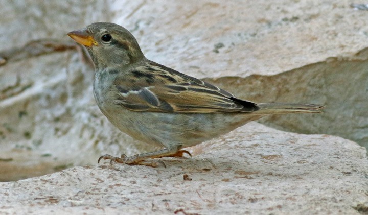 House Sparrow - Kris Petersen